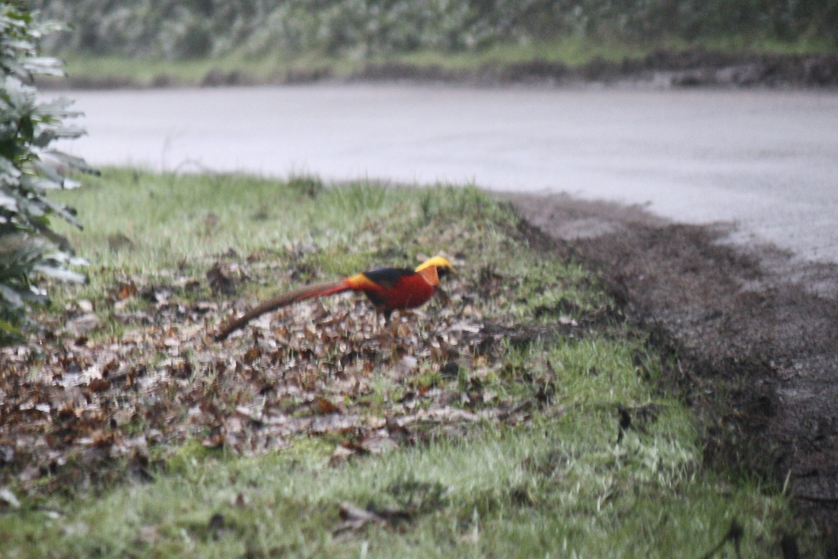 Golden Pheasant - ML610098574