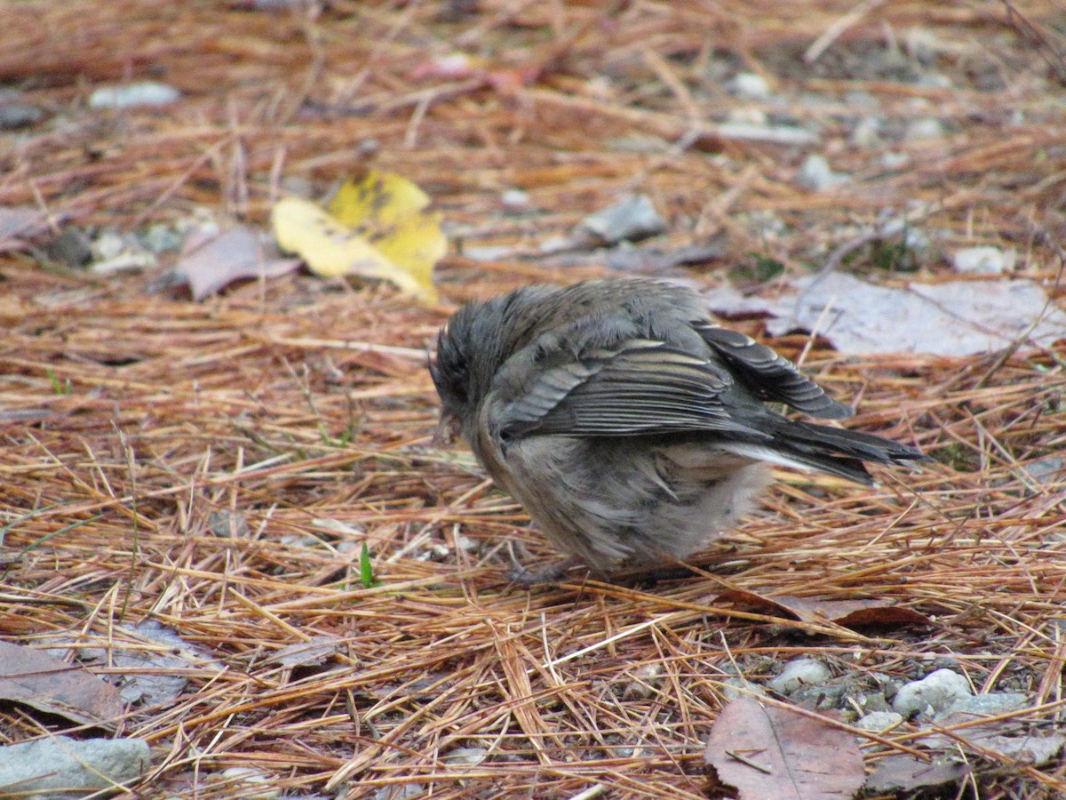 Dark-eyed Junco - ML610098582