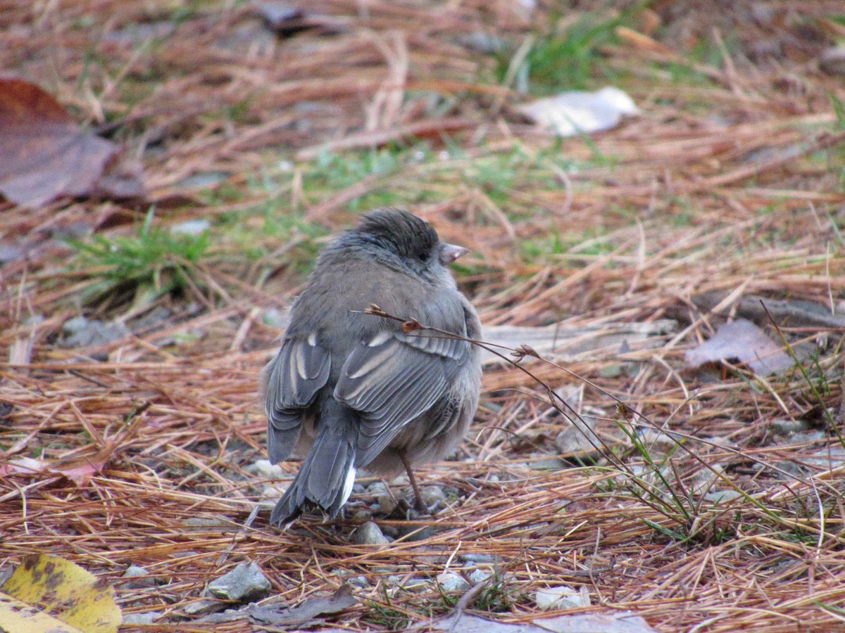Dark-eyed Junco - ML610098583