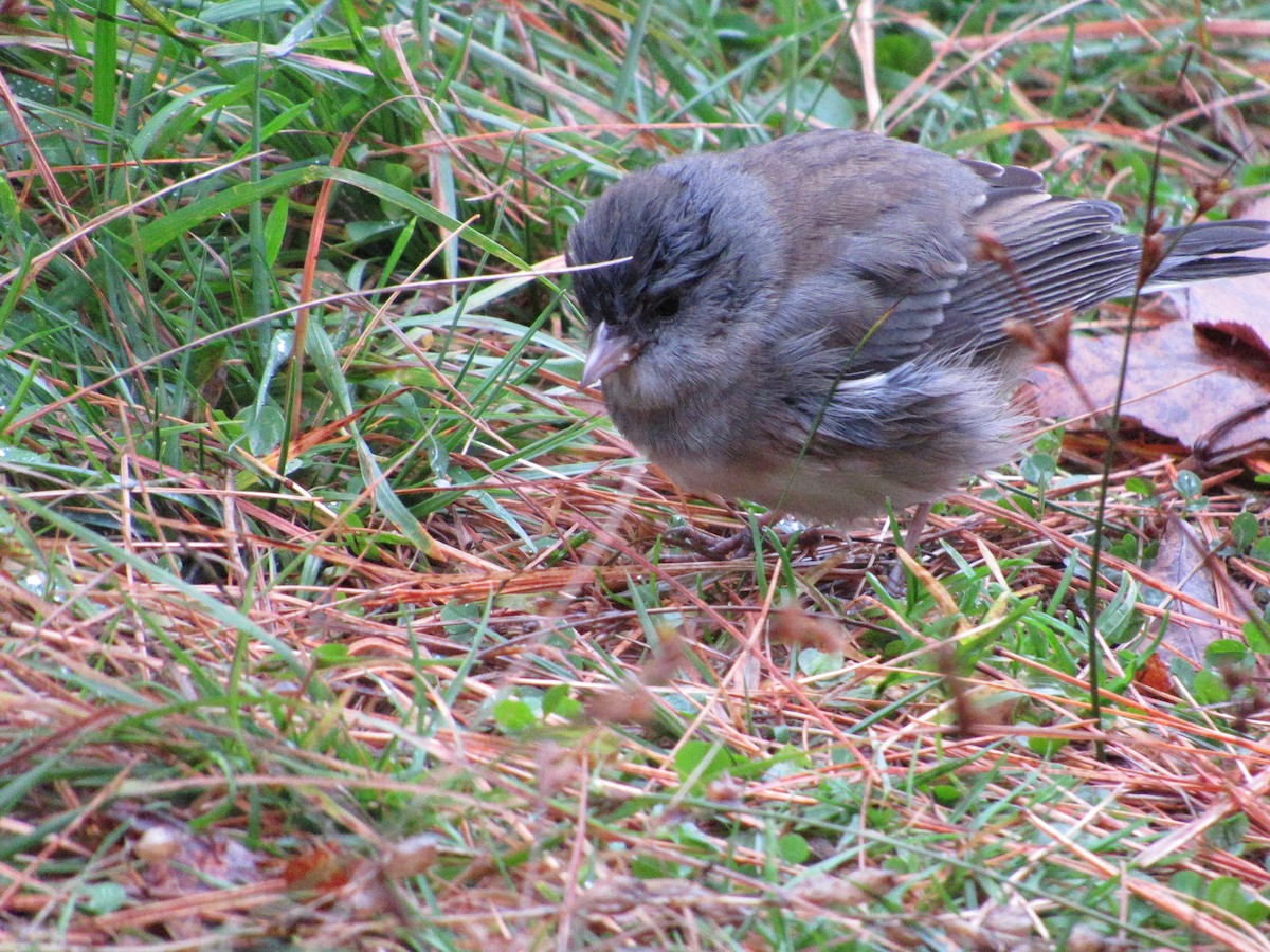 Dark-eyed Junco - Rachel Orlando