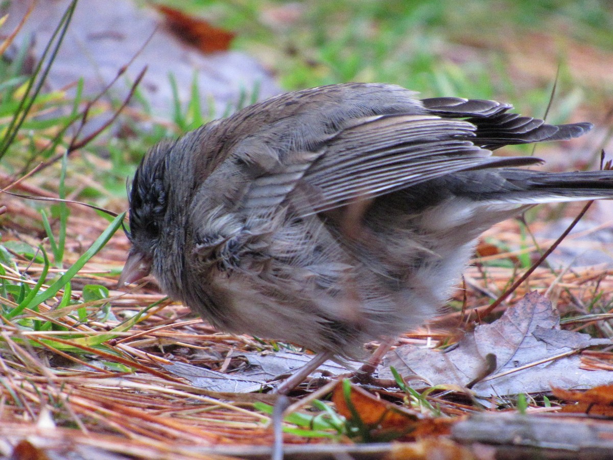 Dark-eyed Junco - ML610098586
