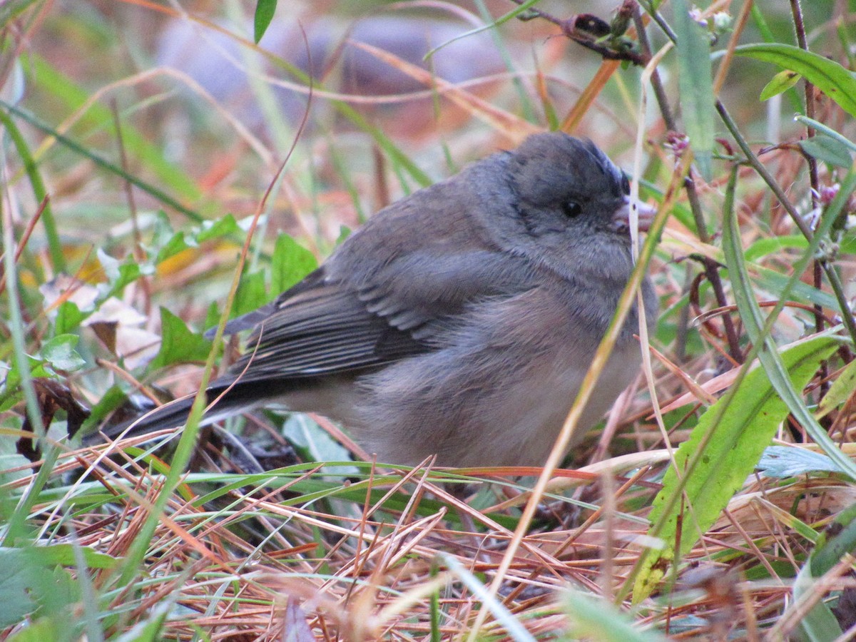 Dark-eyed Junco - ML610098587