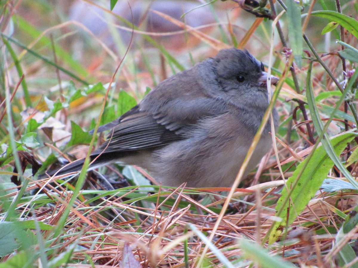 Dark-eyed Junco - ML610098588