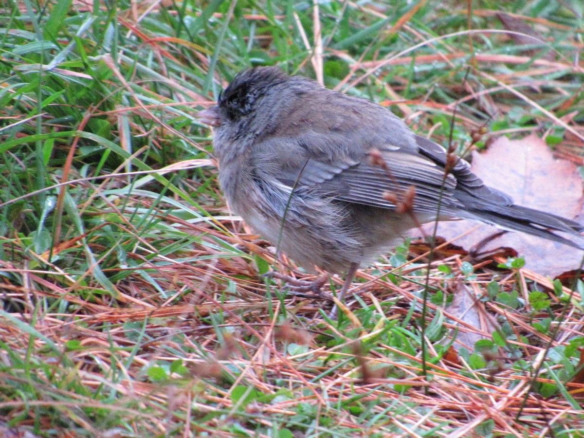 Dark-eyed Junco - ML610098589