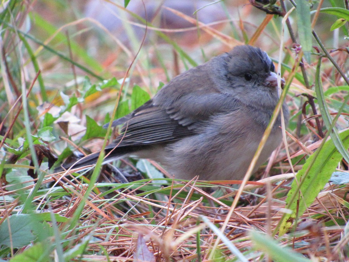 Dark-eyed Junco - ML610098590