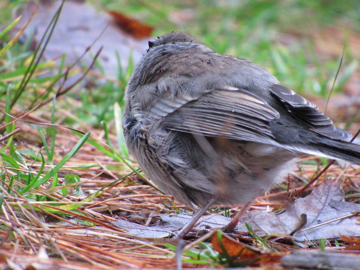 Dark-eyed Junco - ML610098591
