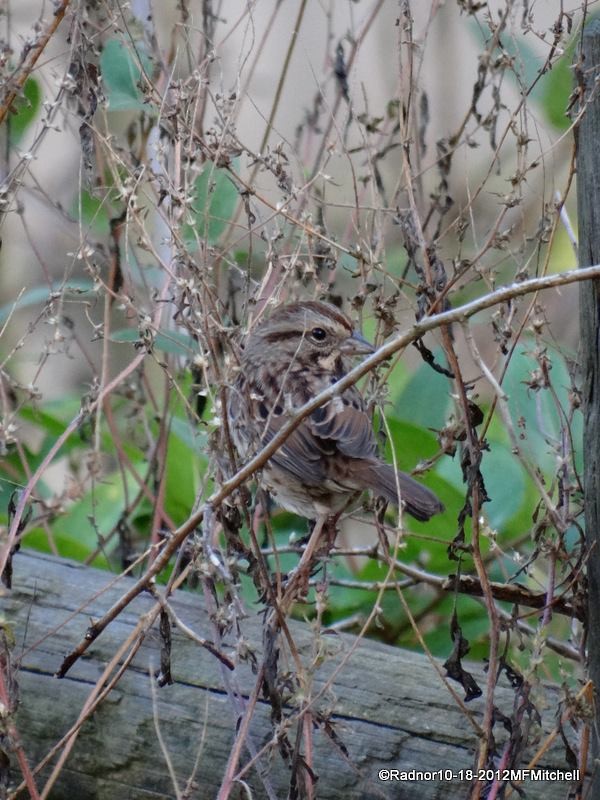 Lincoln's Sparrow - ML610098609