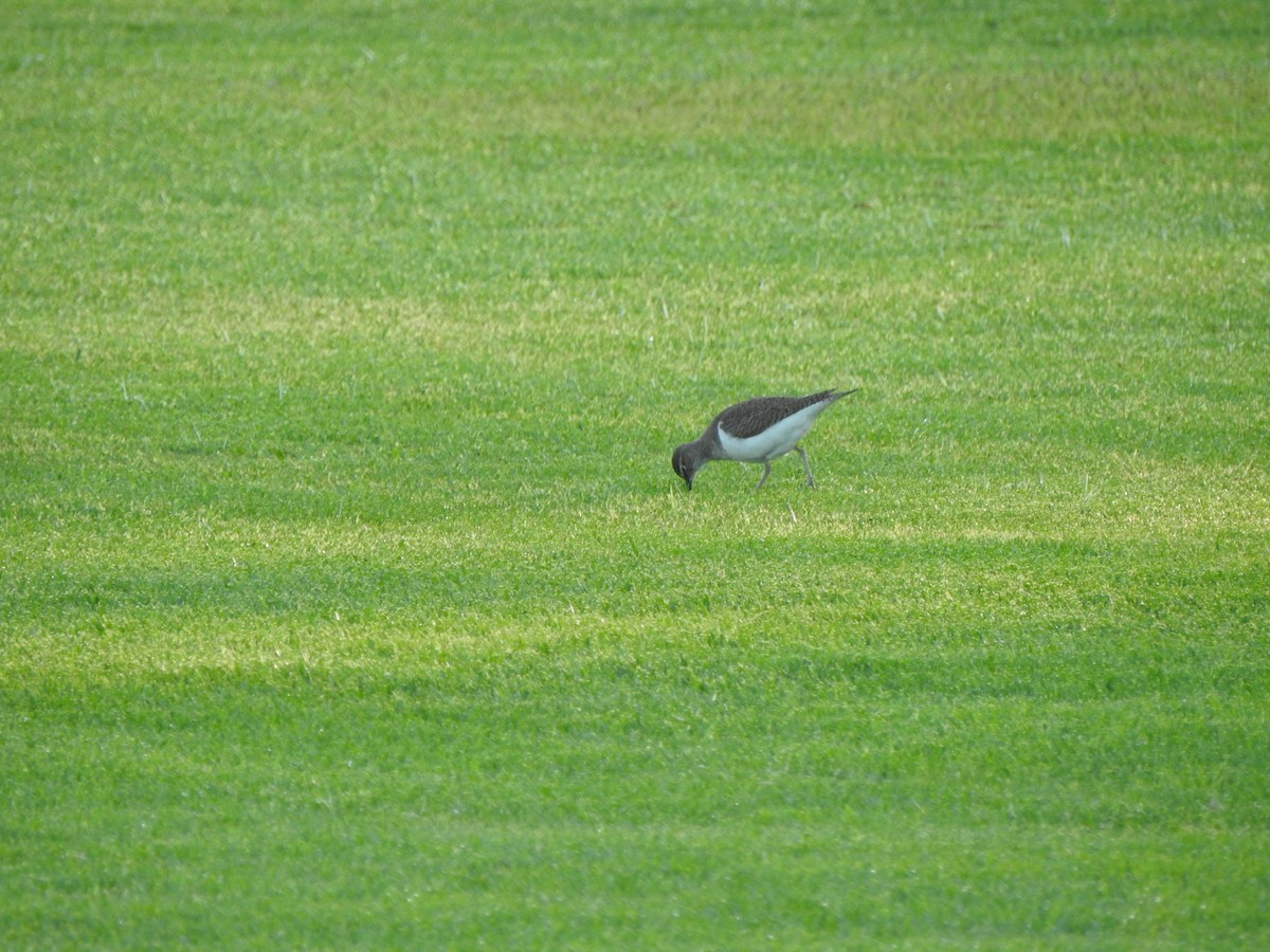 Common Sandpiper - ML610098613