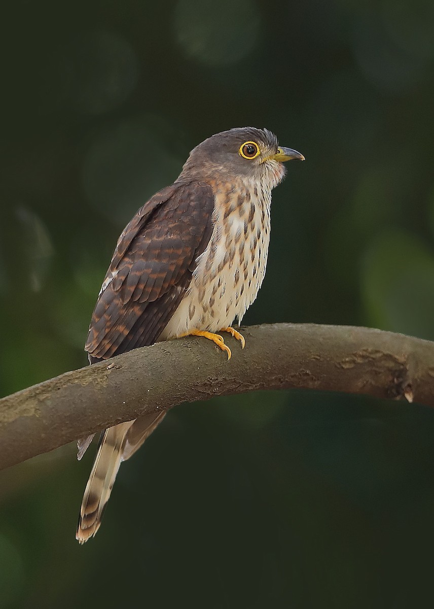 Hodgson's Hawk-Cuckoo - ML610098628