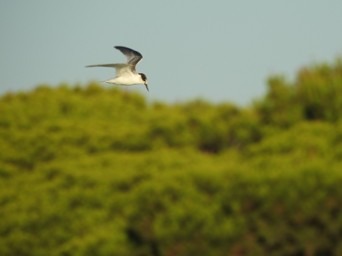 Little Tern - ML610098675