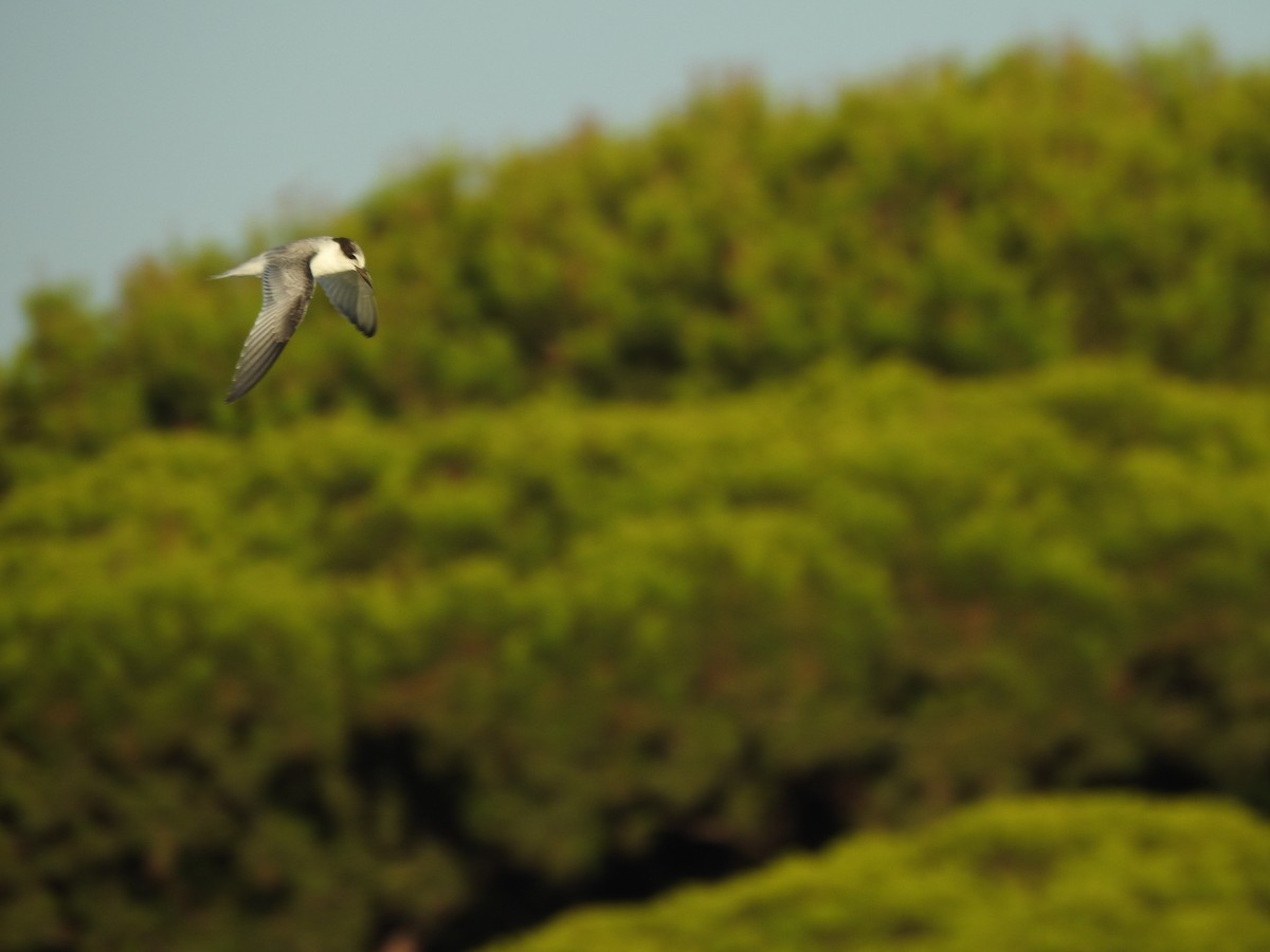 Little Tern - ML610098676