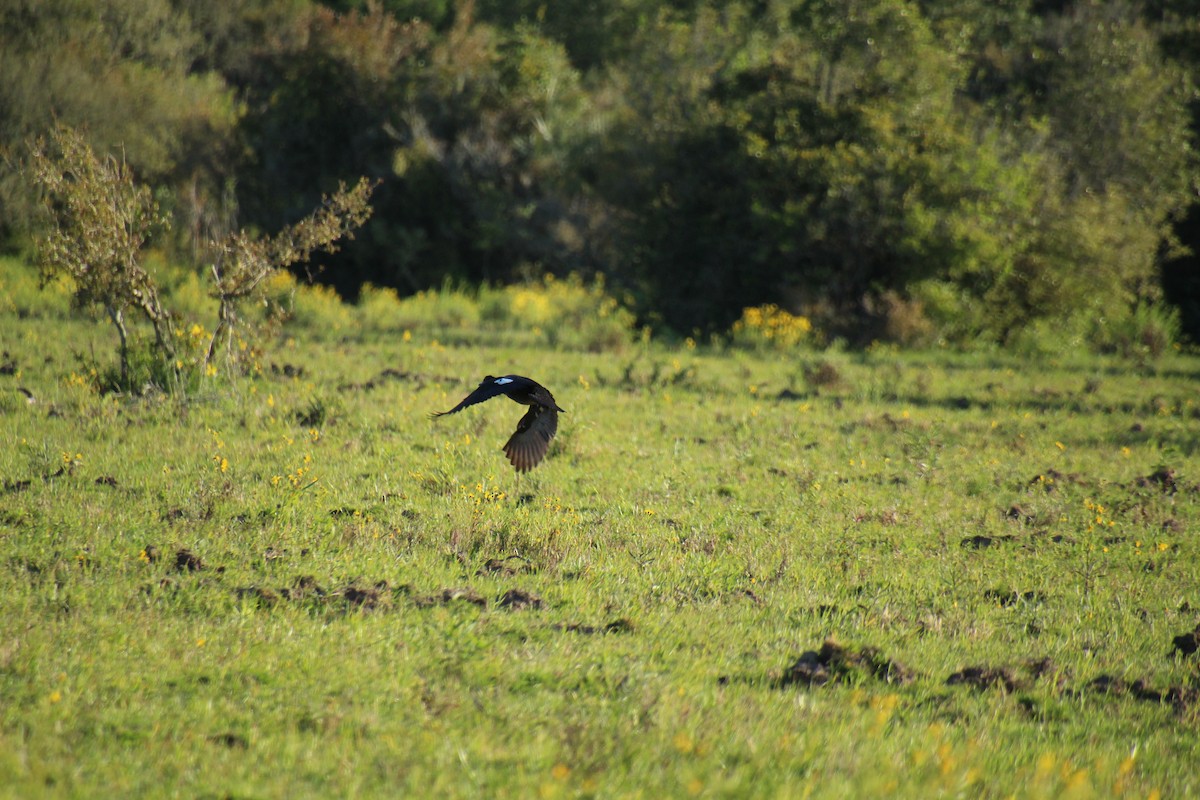 Muscovy Duck - ML610098723