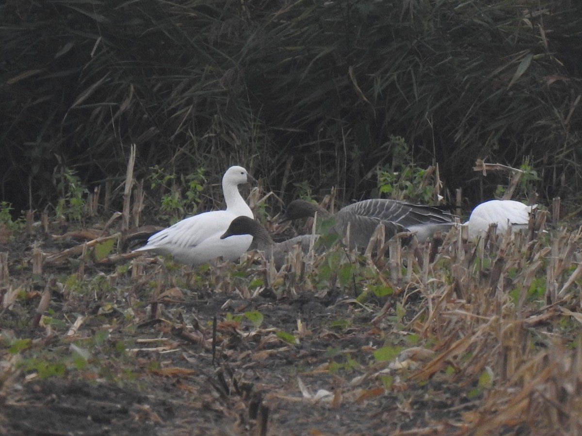 Pink-footed Goose - ML610098743