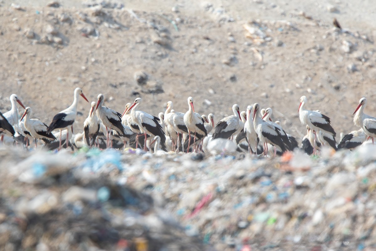 White Stork - ML610098747