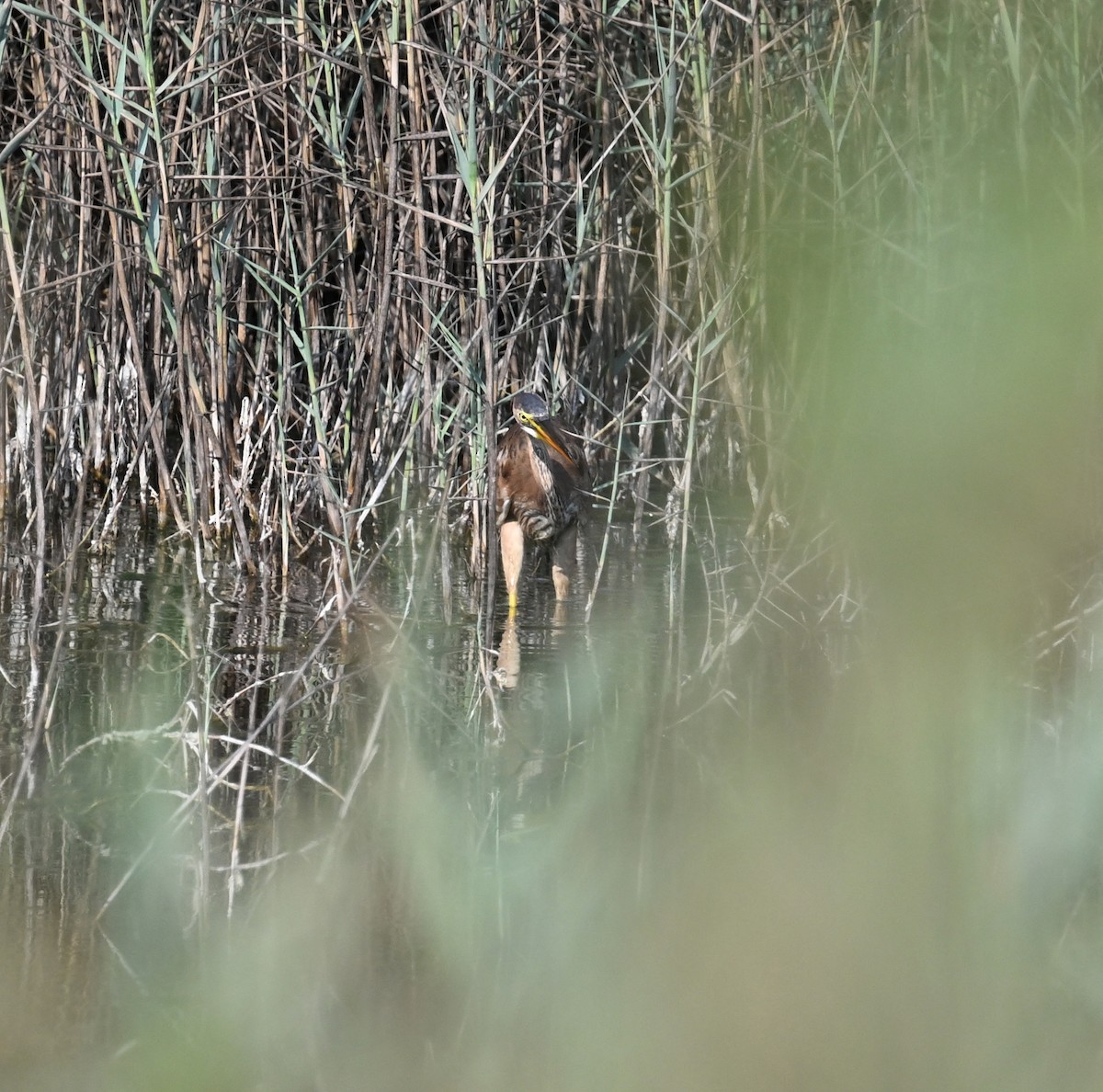 Purple Heron (Purple) - ML610098748