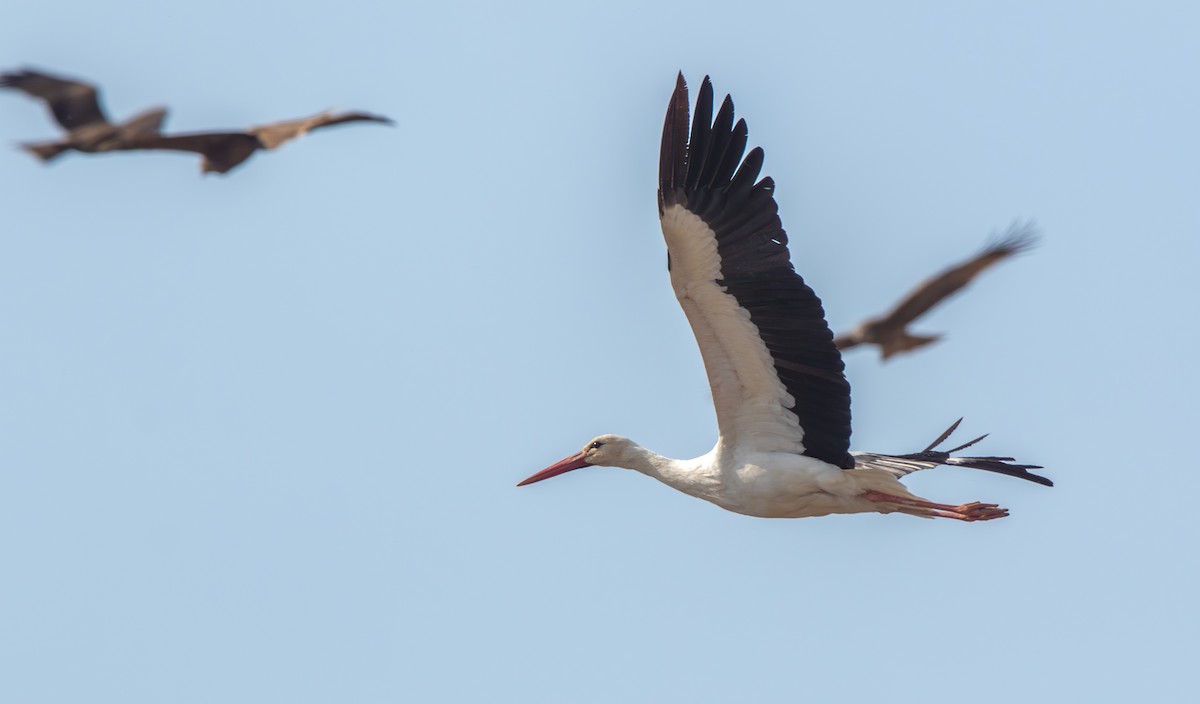 White Stork - ML610098751