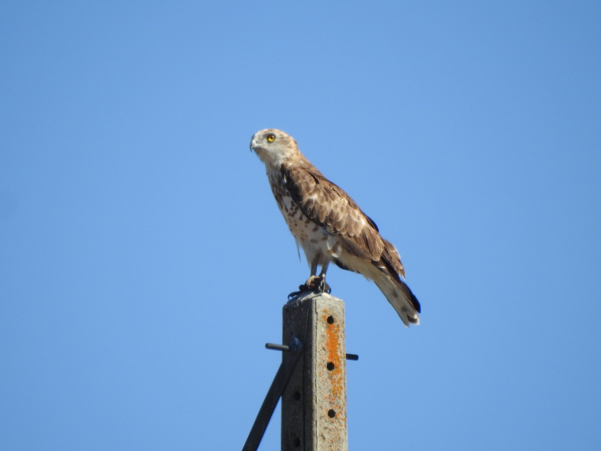 Short-toed Snake-Eagle - ML610098763