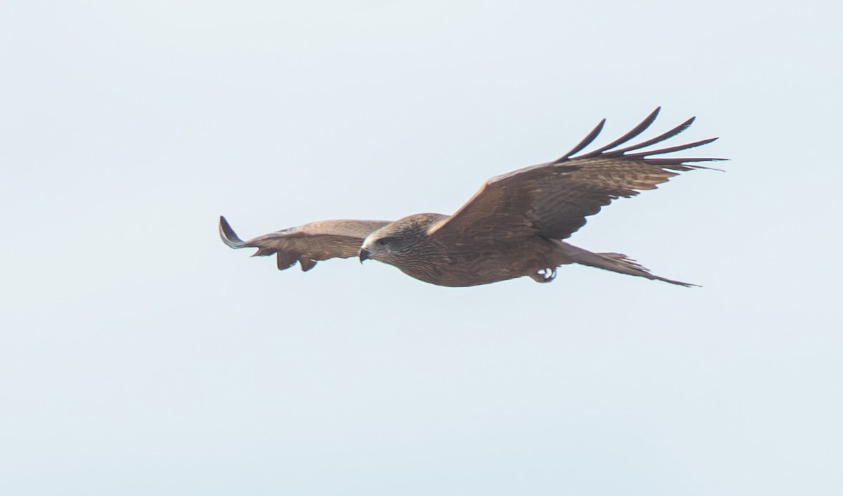 Black Kite - ML610098764