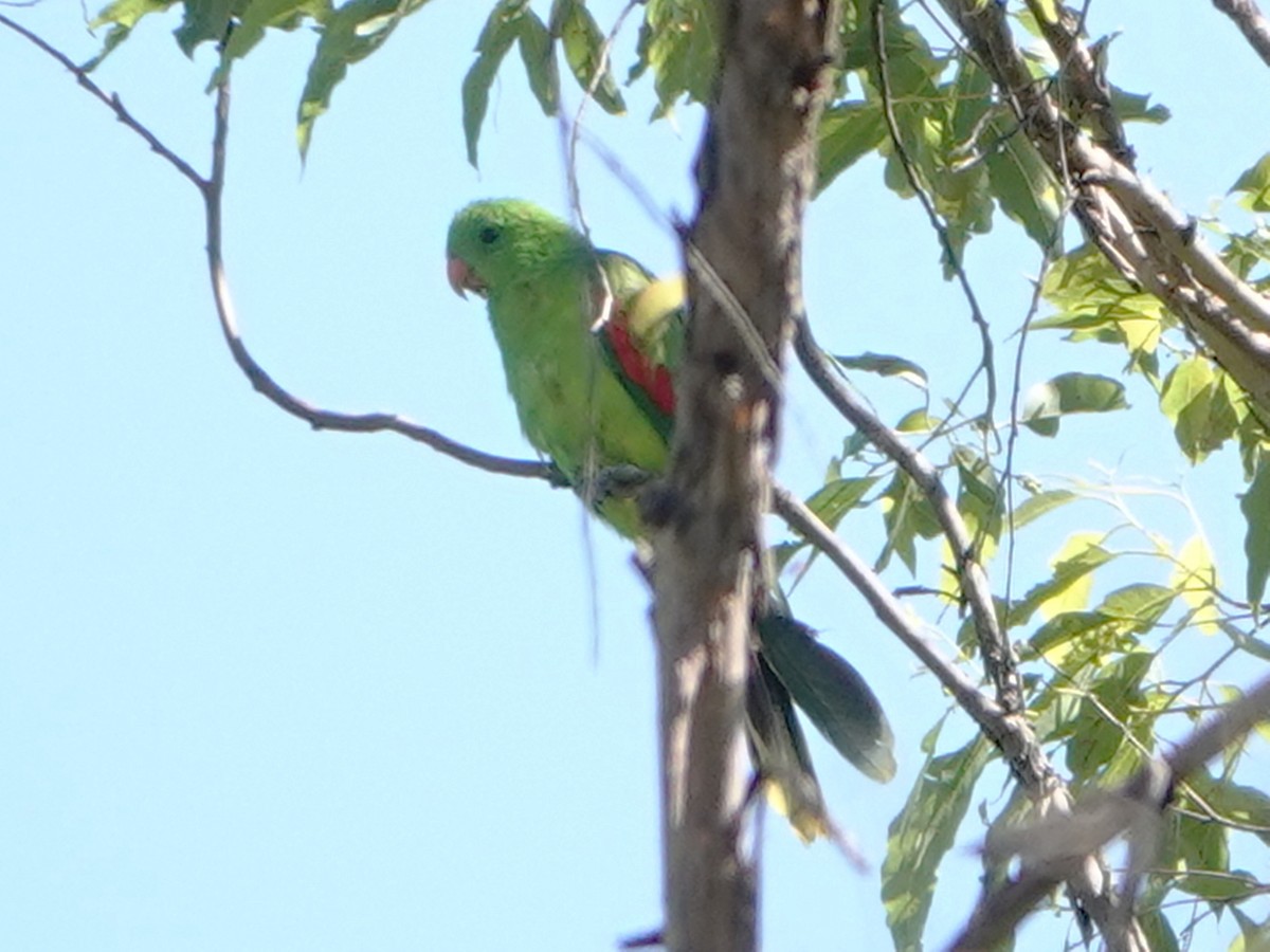 Olive-shouldered Parrot - ML610098778