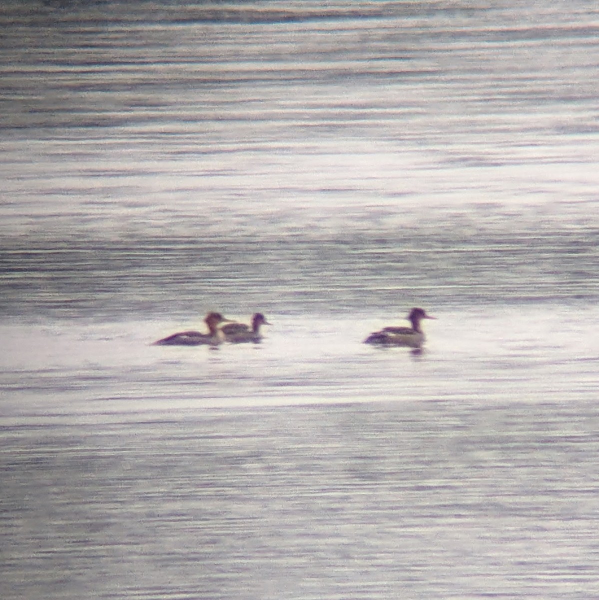 Red-breasted Merganser - ML610098794