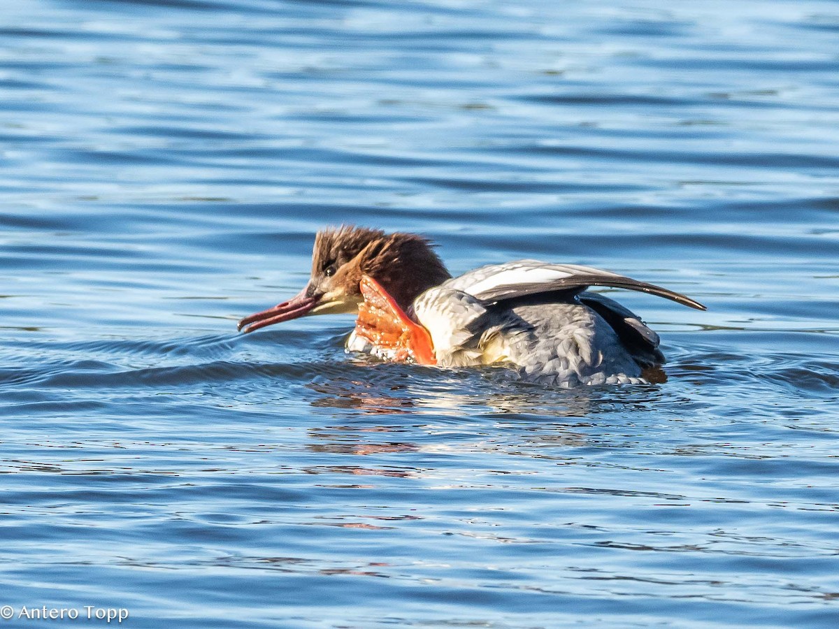 Common Merganser - ML610098798