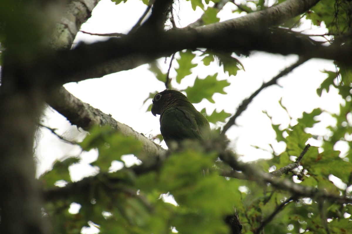 Maroon-bellied Parakeet - Santiago Ramos