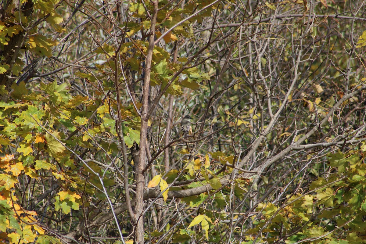 Eastern Phoebe - ML610098842