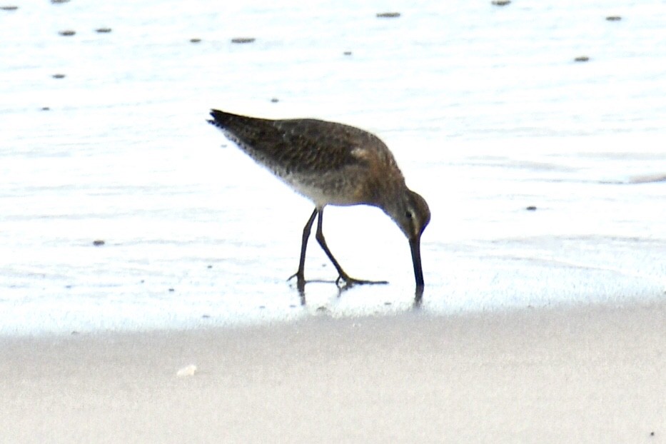 Short-billed Dowitcher - ML610098848