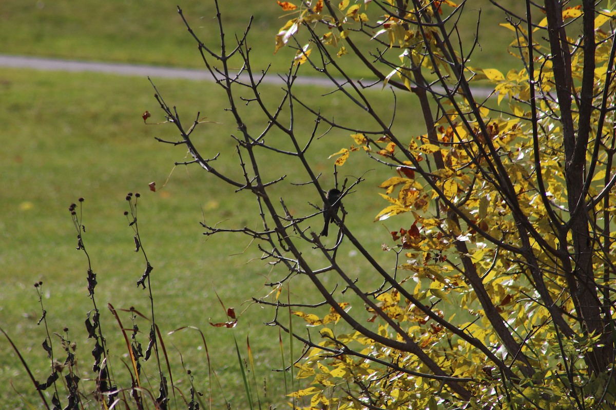 Eastern Phoebe - ML610098849