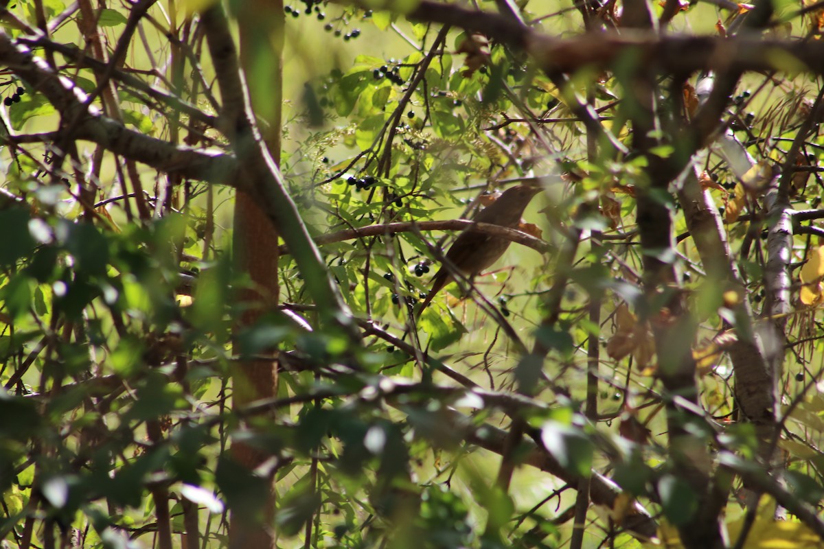 Song Sparrow - ML610098861