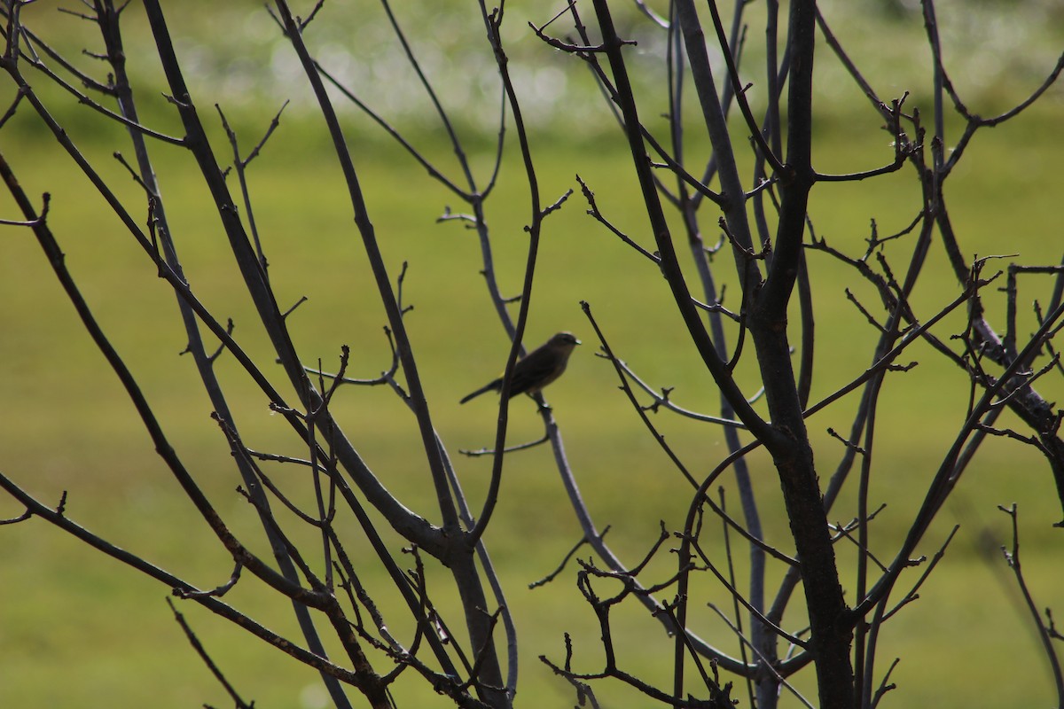 Song Sparrow - ML610098867