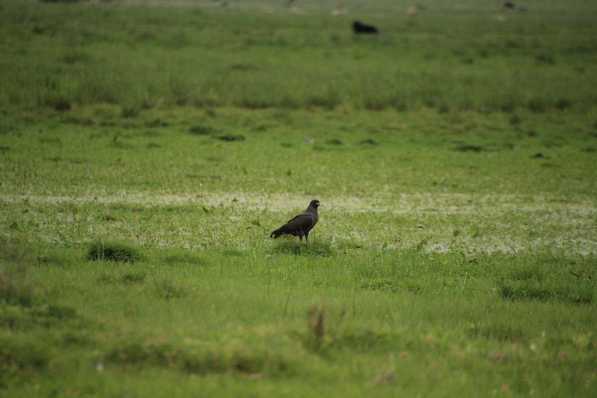 Snail Kite - ML610098871