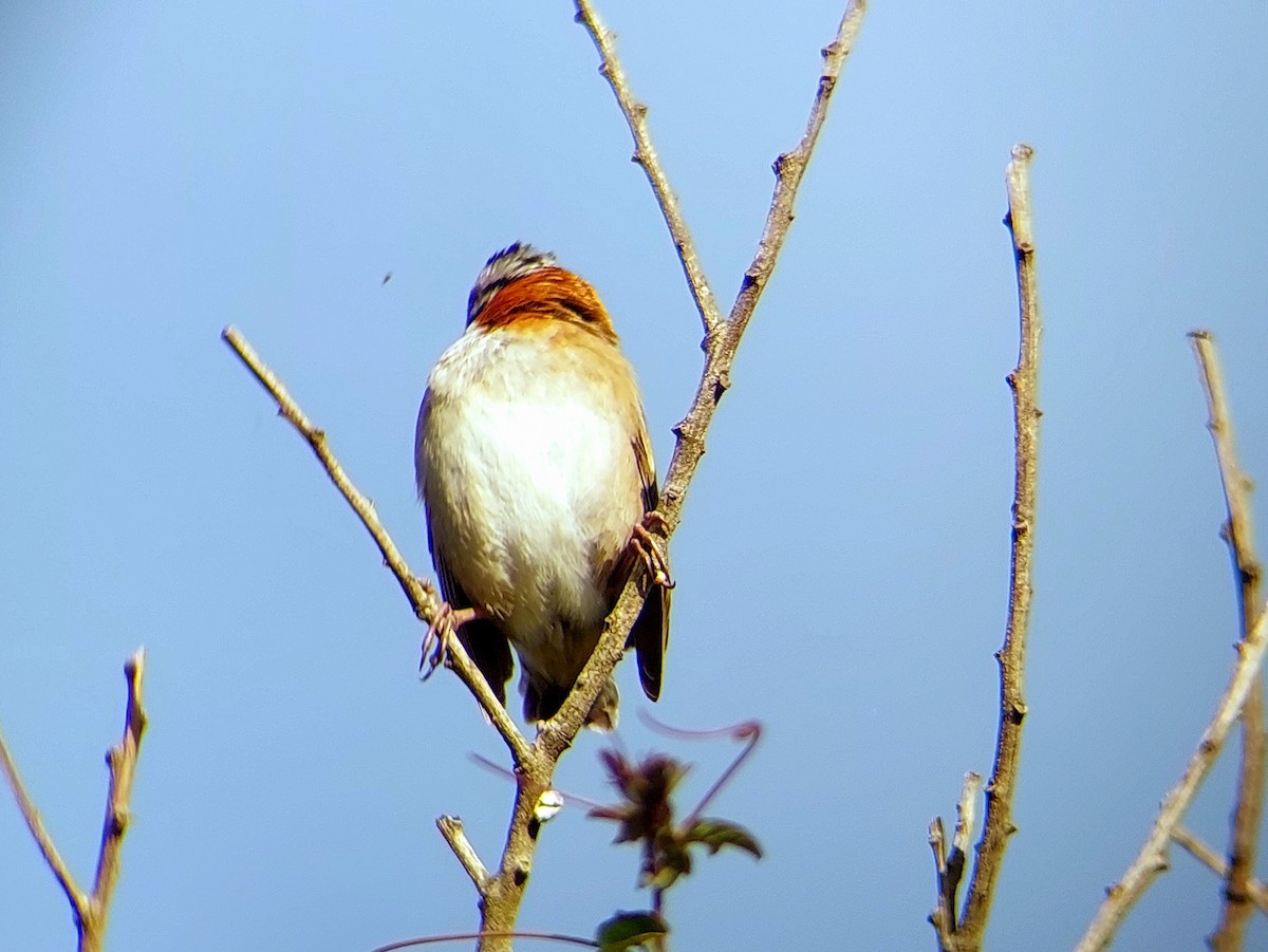 Rufous-collared Sparrow - David Cutuli