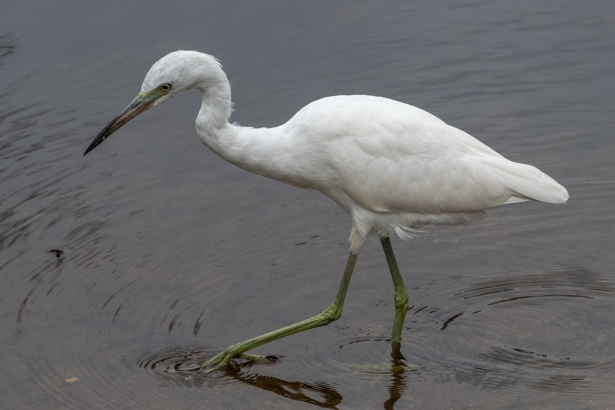 Little Blue Heron - ML610099060