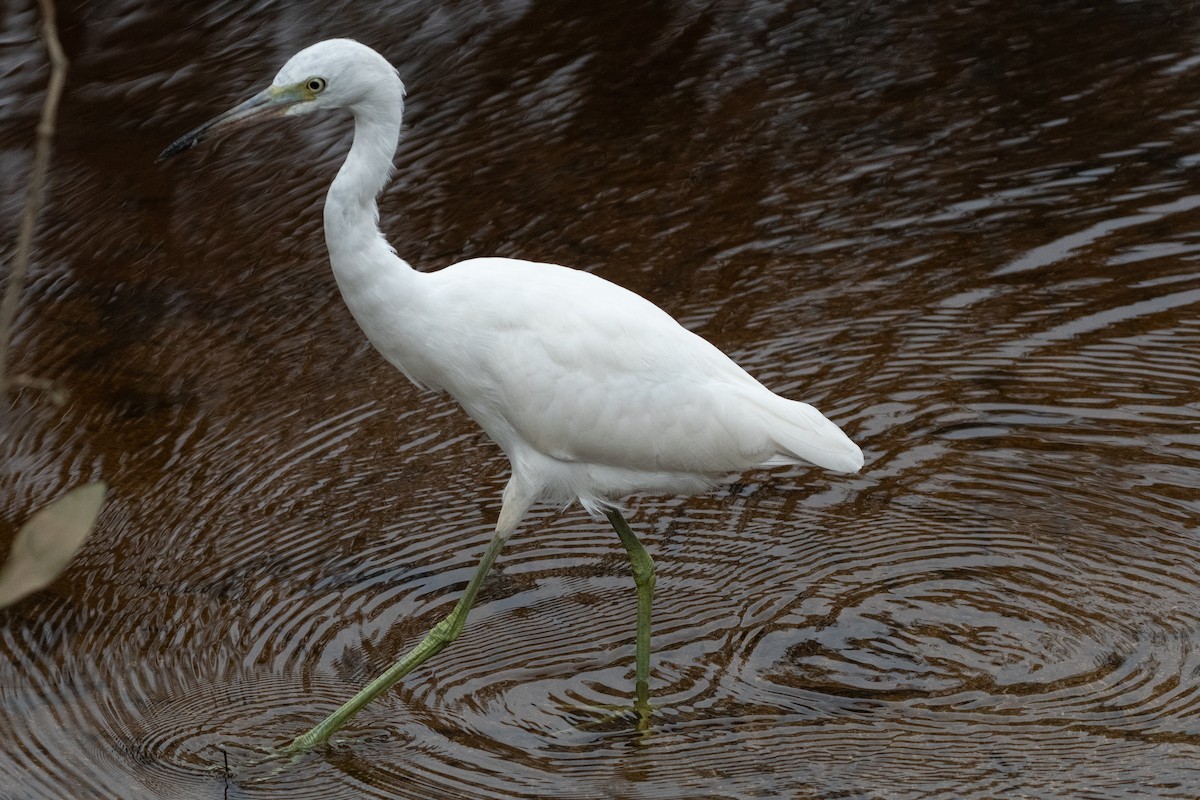 Little Blue Heron - ML610099061