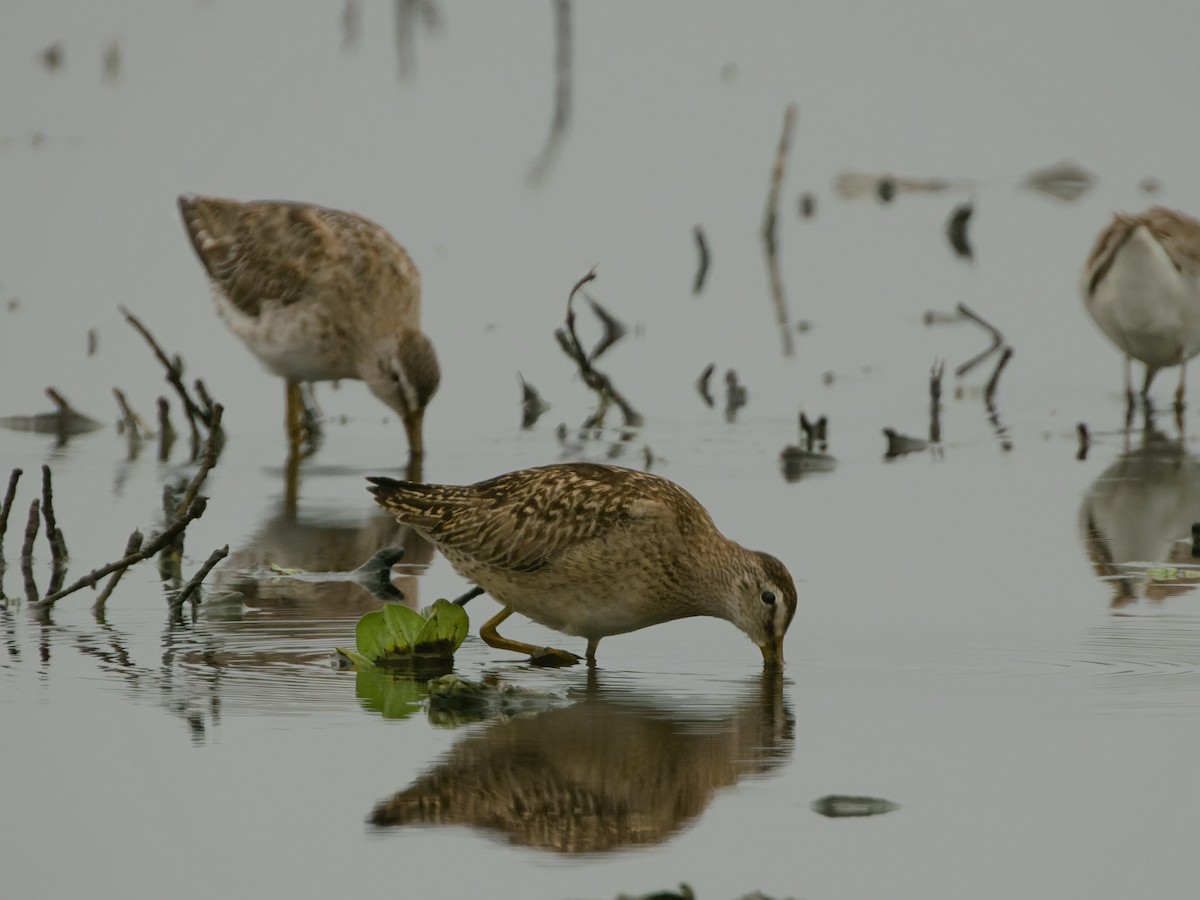 Short-billed Dowitcher - ML610099113