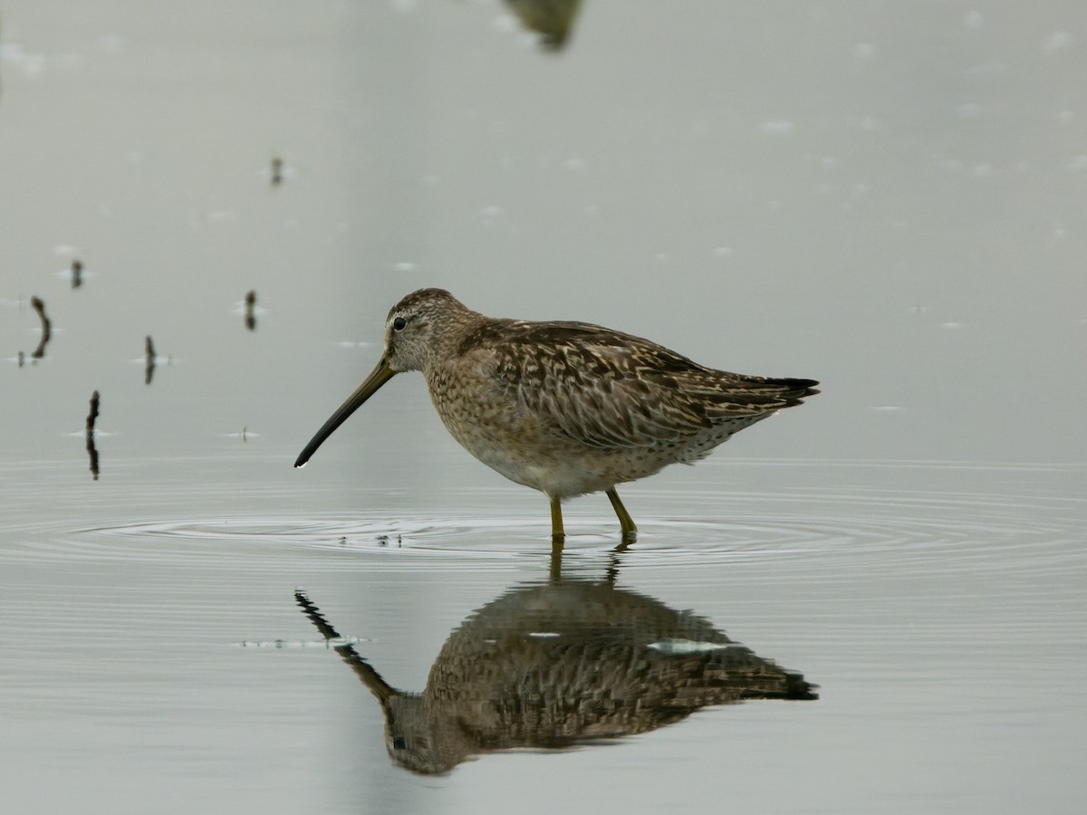 Short-billed Dowitcher - ML610099115