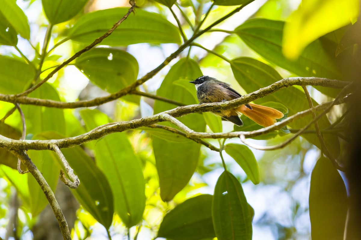 Rufous-tailed Fantail - ML610099136