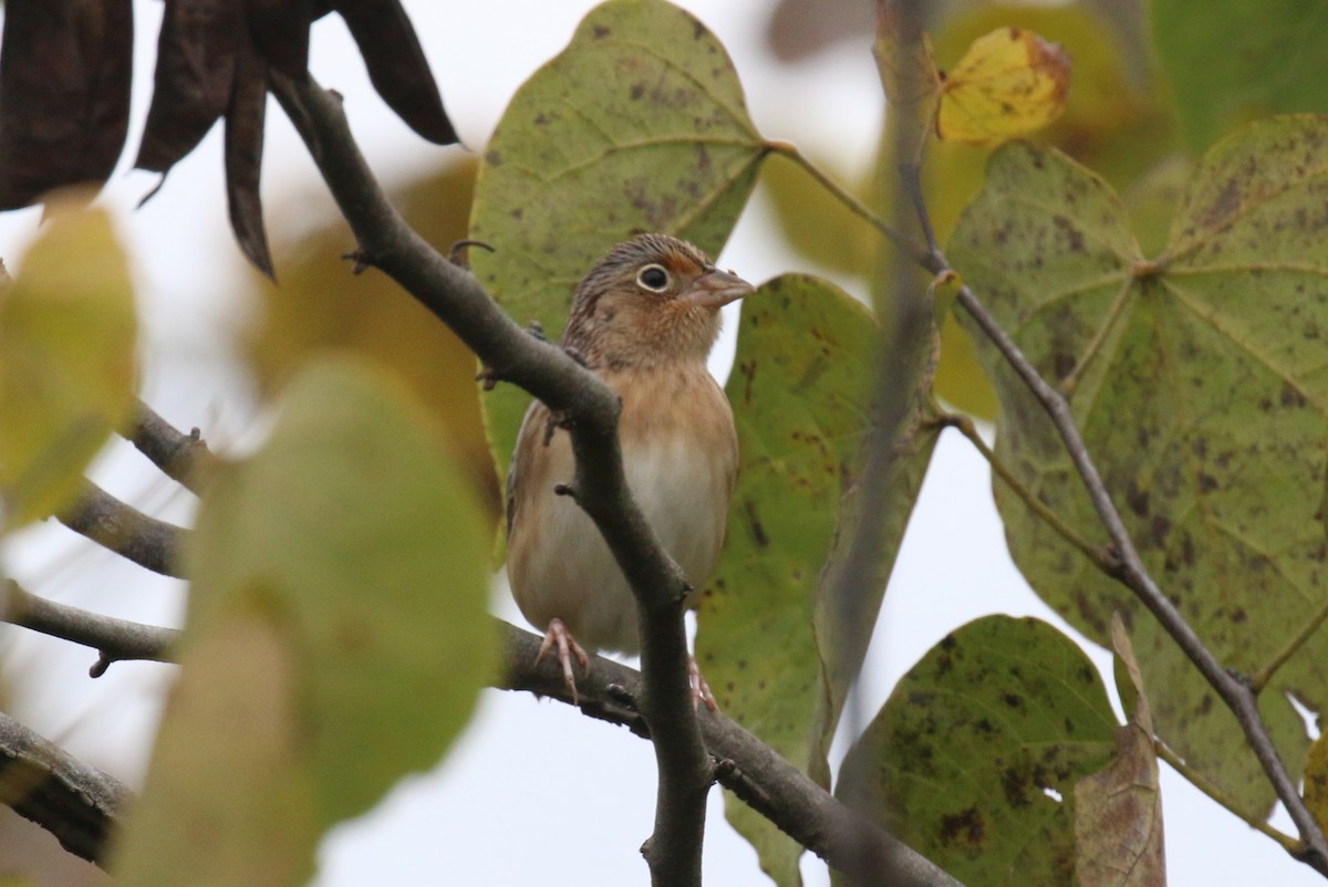 Grasshopper Sparrow - David Carr