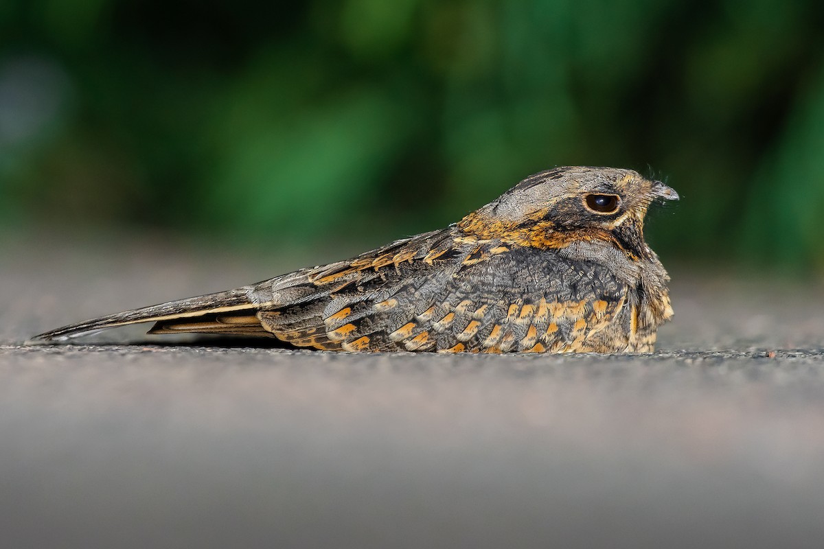 Indian Nightjar - ML610099151