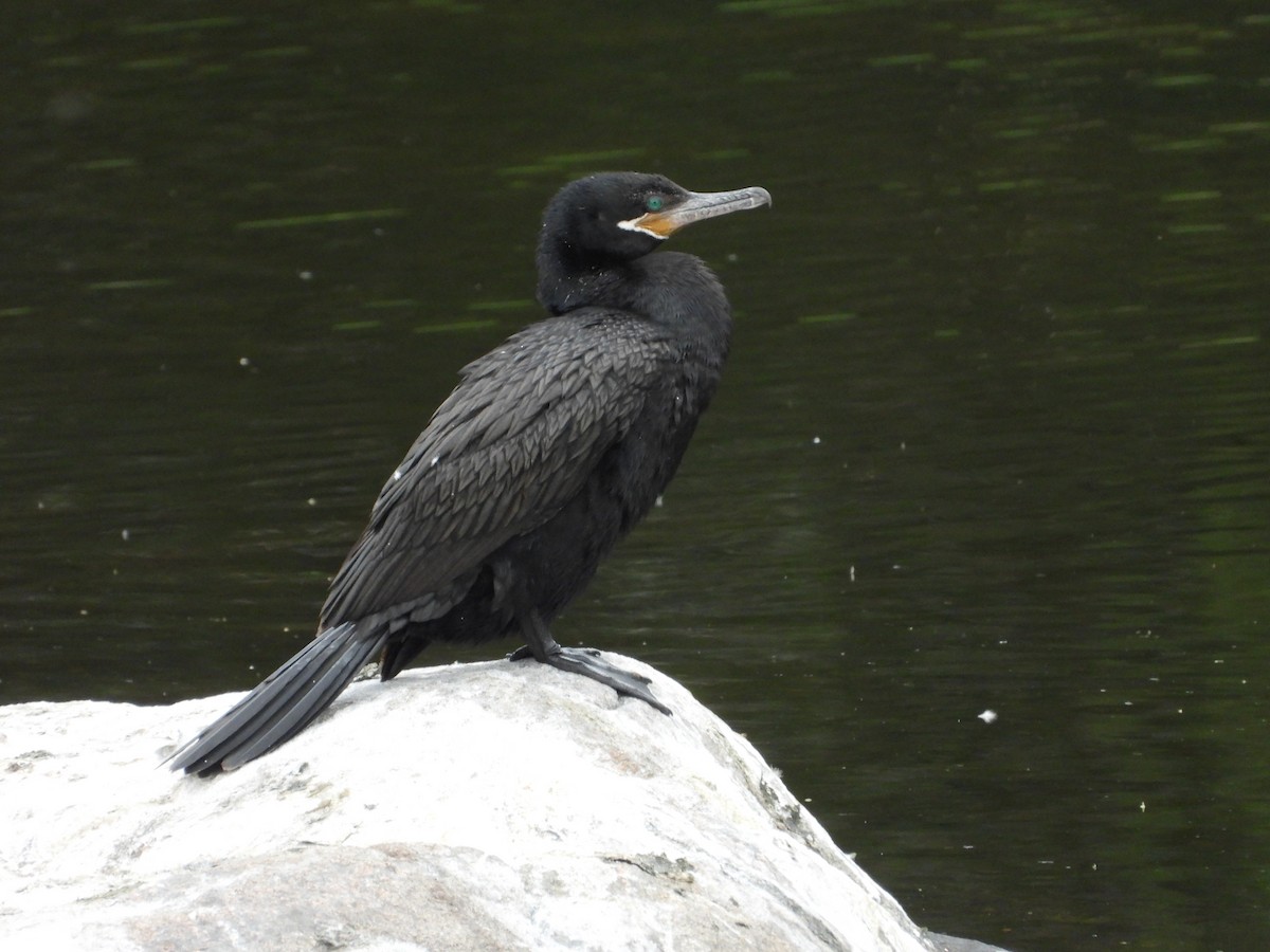 Neotropic Cormorant - Más Aves