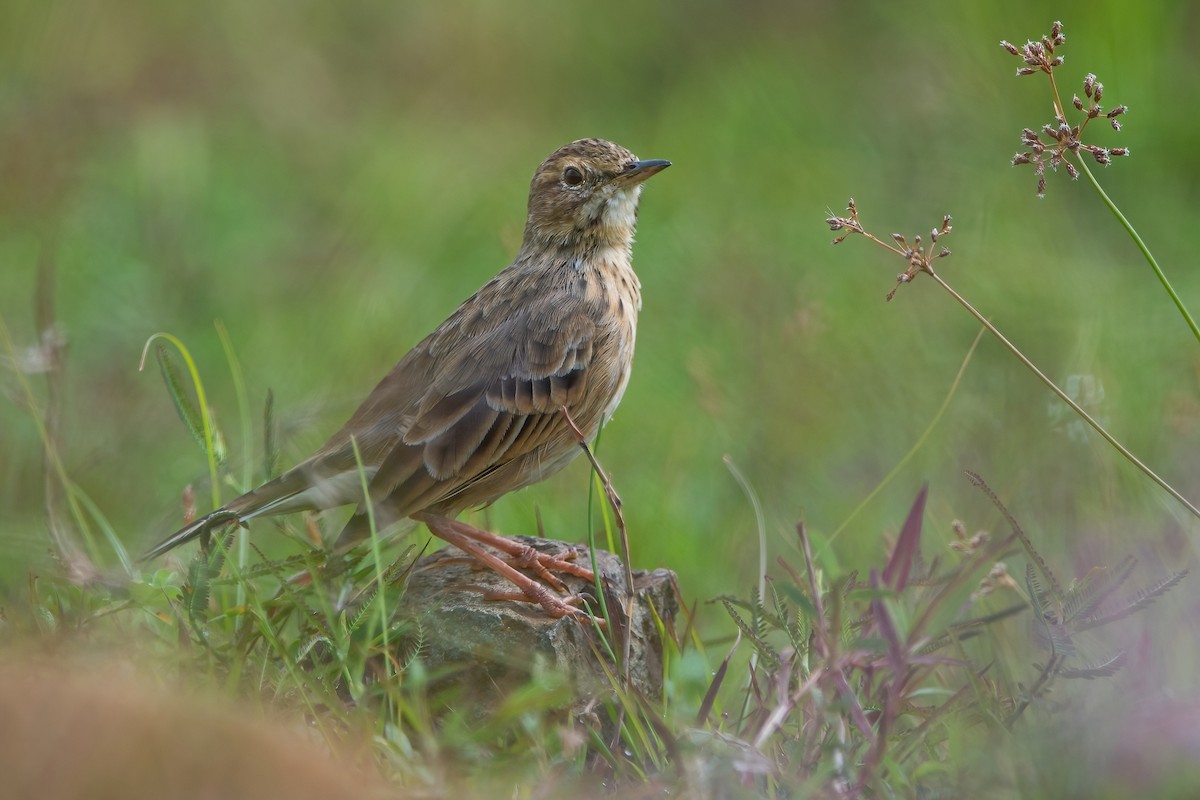 Paddyfield Pipit - Ngoc Sam Thuong Dang