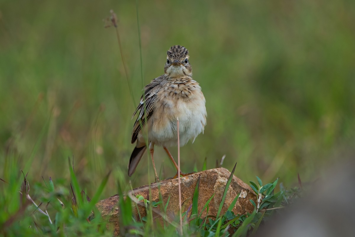 Paddyfield Pipit - ML610099195