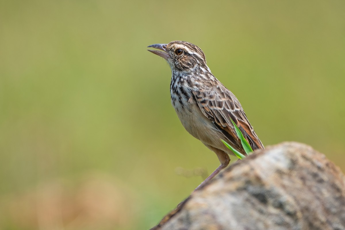 Indochinese Bushlark - Ngoc Sam Thuong Dang