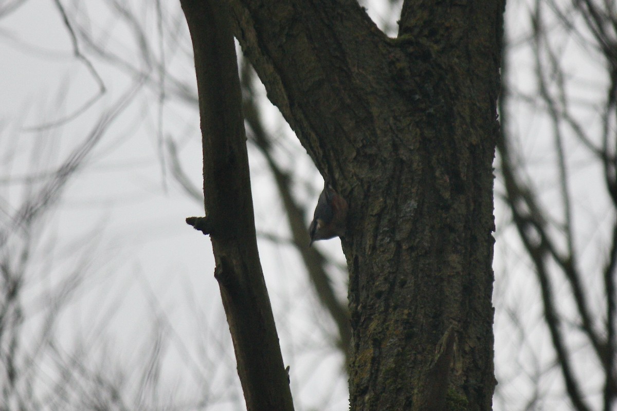 Eurasian Nuthatch - ML610099227