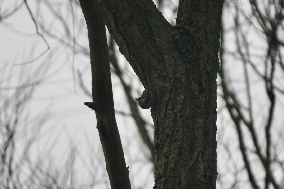 Eurasian Nuthatch - ML610099230