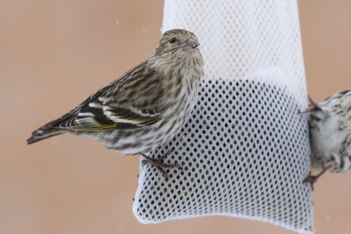 Pine Siskin - ML610099231