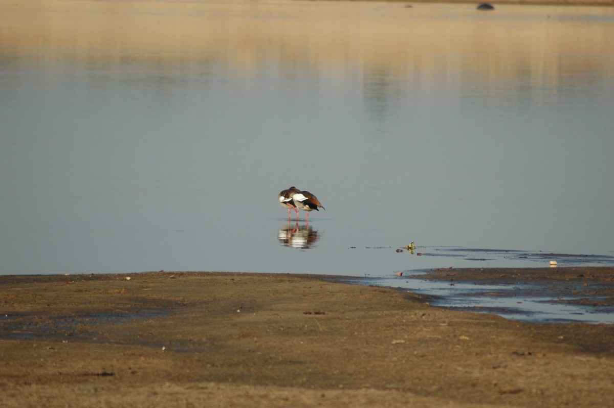 Nilgans - ML610099280