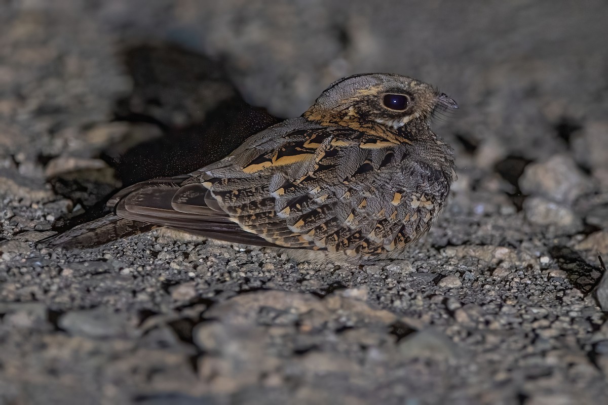 Indian Nightjar - Ngoc Sam Thuong Dang