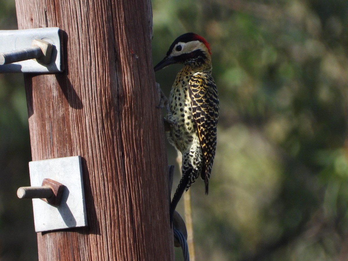 Green-barred Woodpecker - Más Aves